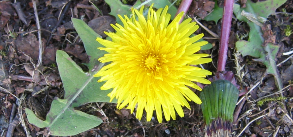 Yellow Dandelion Flower