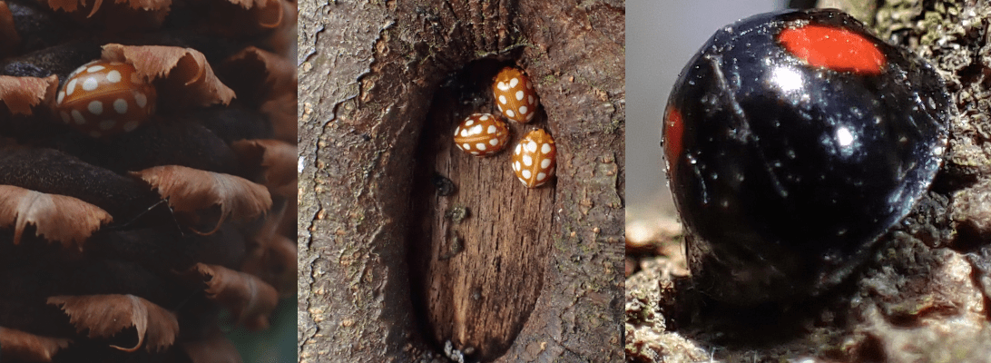 An collage showing three images. the first is n orange ladybird hiding in the scales of a cone. The second is three orange ladybirds overwintering in a tree. the third shows a kidney-spot ladybird.