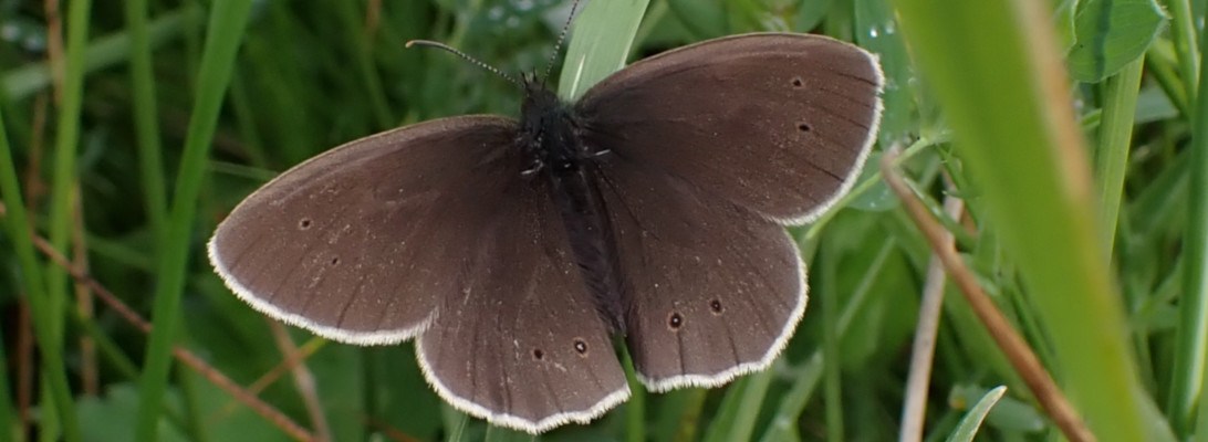 A brown ringlet butterfly