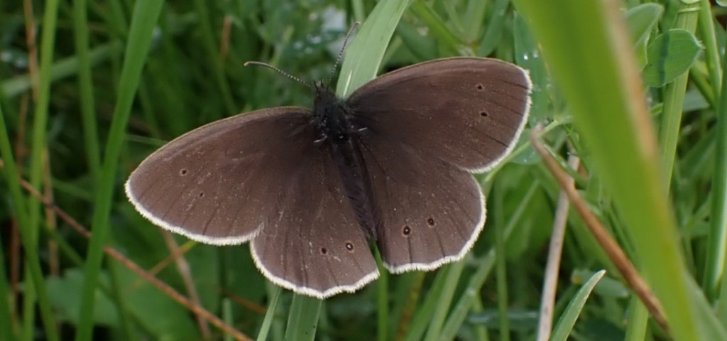 A brown ringlet butterfly