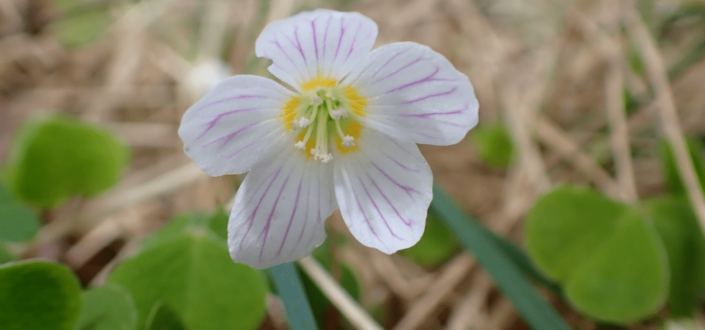 Single white flower head of Sorrel