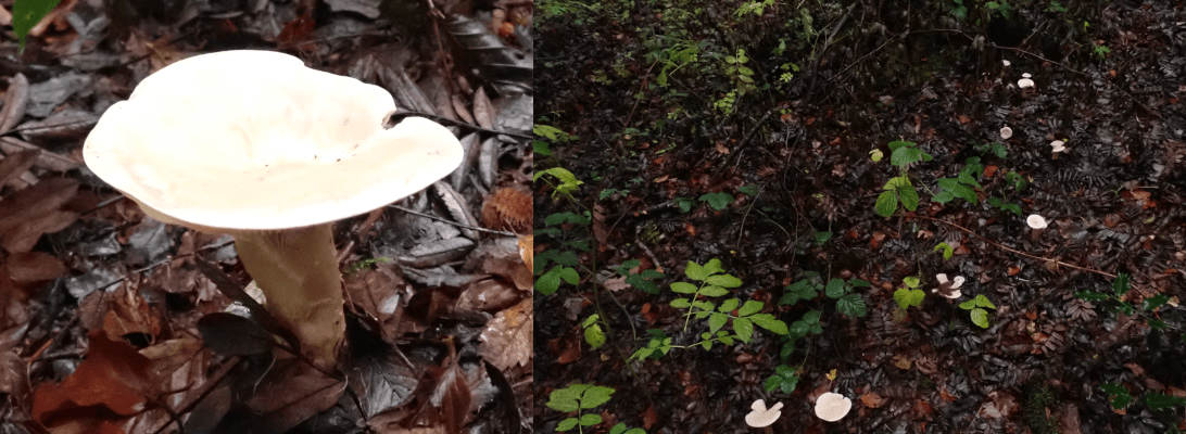 An image showing a partial ring of mushrooms around a tree and a close-up of one of the mushrooms within the fairy ring.