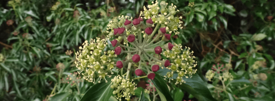 five flowerheads of ivy in bloom and another central cluster yet to bloom
