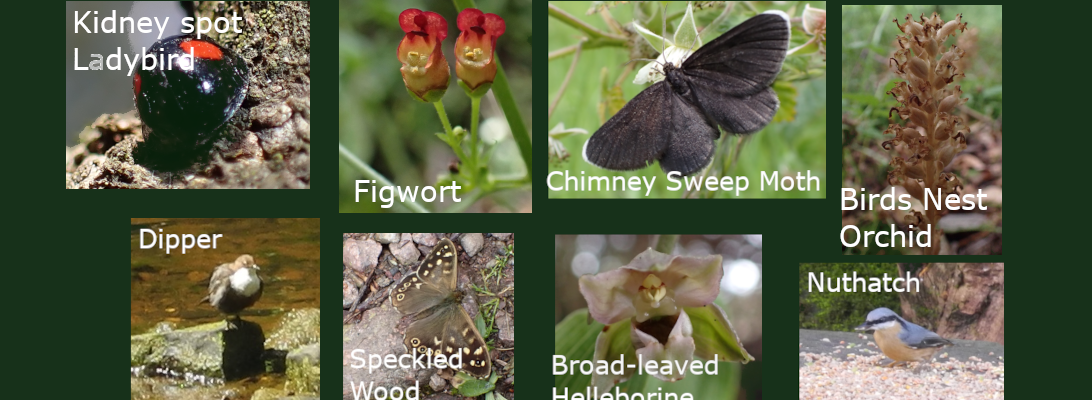 A graphic showing a Kidney spot ladybird, figwort, chimneysweep moth, bird's nest orchid, a dipper, a speckled wood Butterfly, a nuthatch bird, and a Broad Leaved Helleborine.