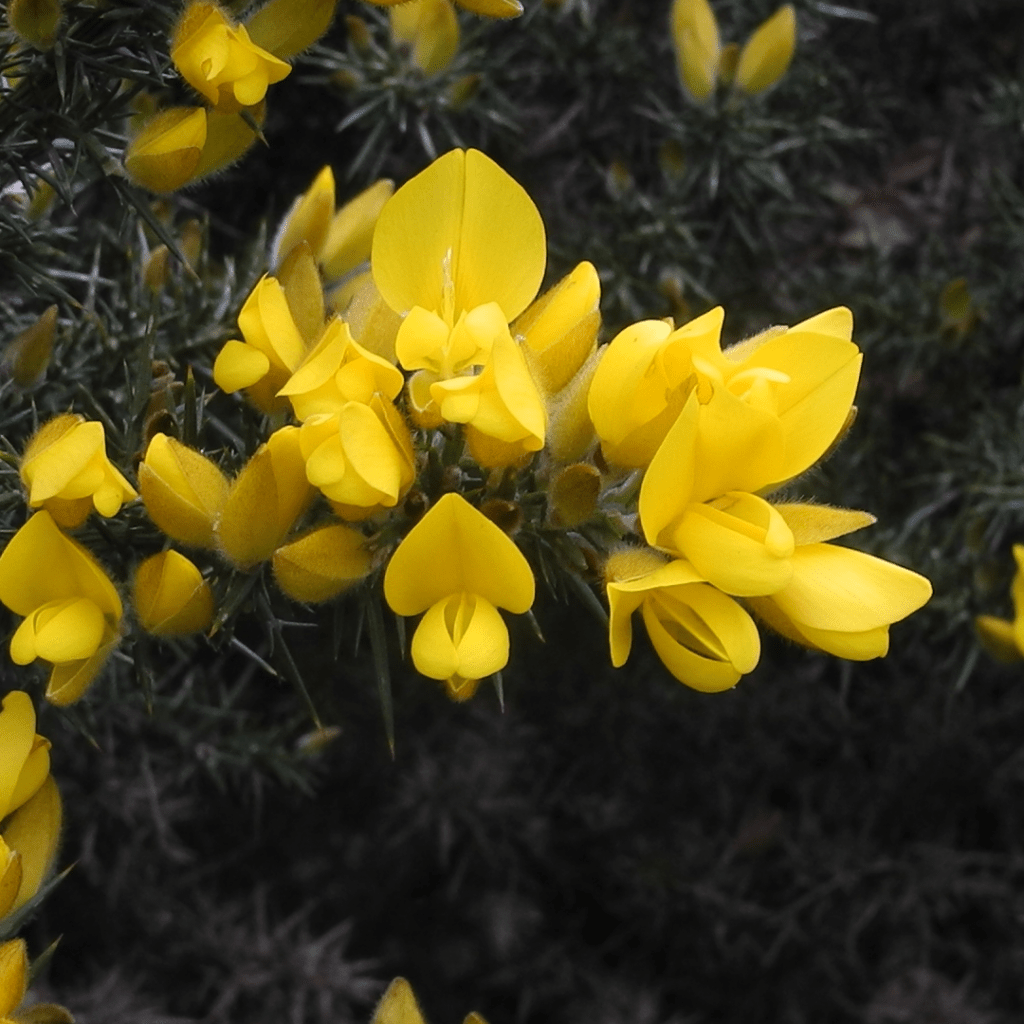 close-up of yellow gorse flowers