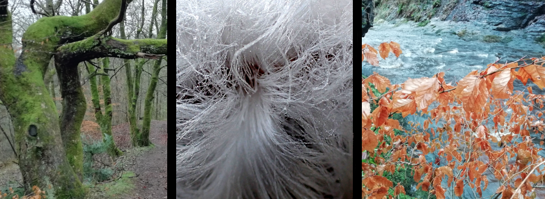 Three images of the different colours of winter. Mossy green on trees, white hair ice in a rosette pattern and copper beech leaves against the slate grey of water.