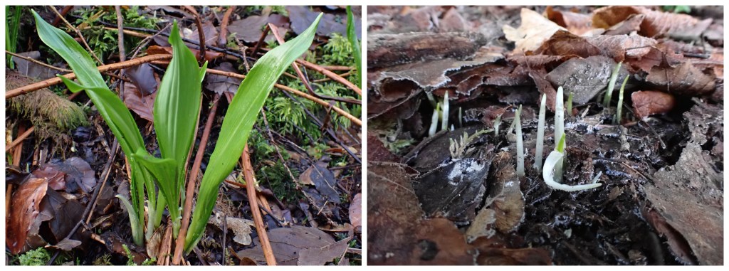 Two images showing garlic leaves and young shoots under leaf litter.