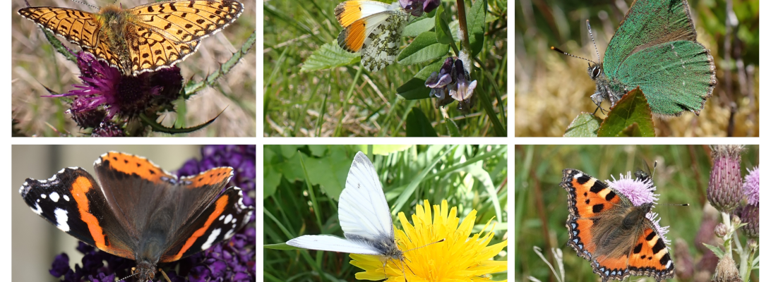 six images showing Small Pearl Bordered Fritillary, Orange Tip, Green Hairstreak, Red Admiral, Green Veined White, and Small TortoiseshellG