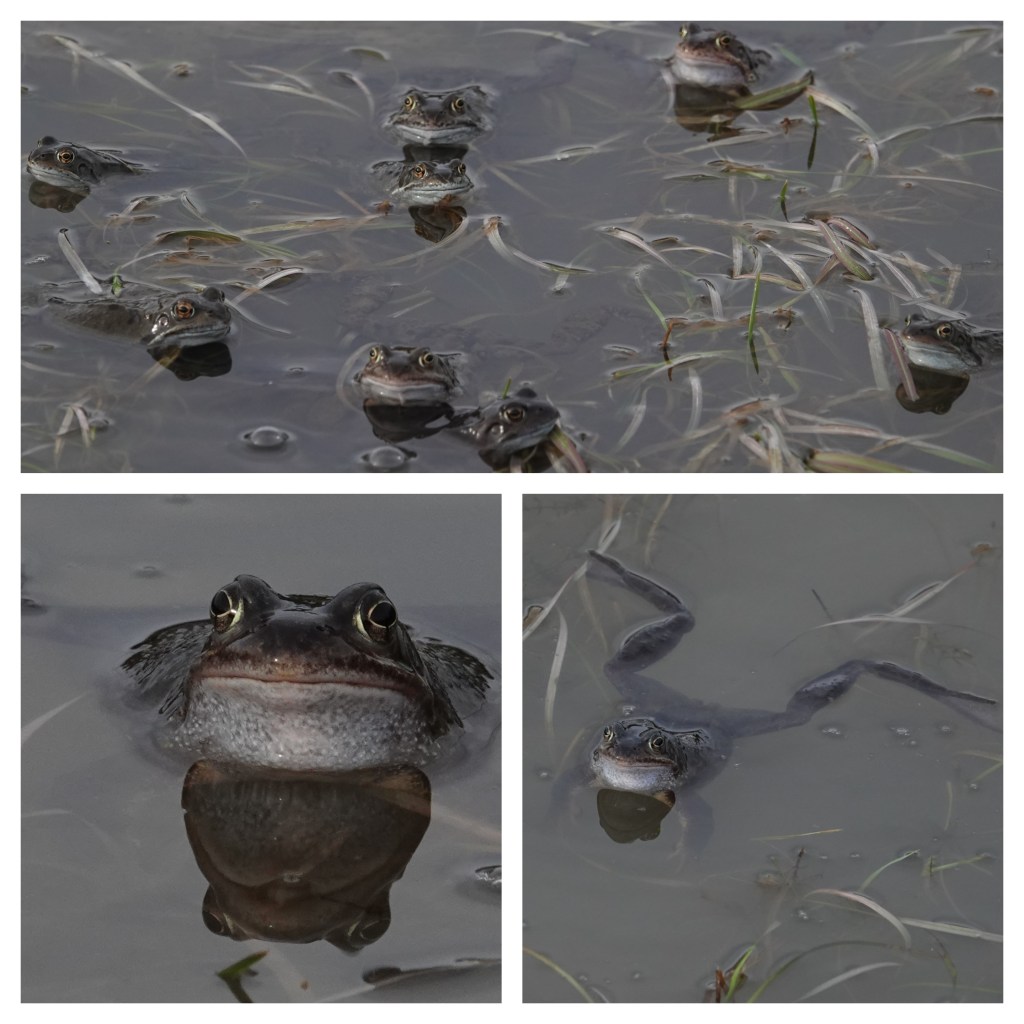 A collage of 3 pictures showing a close up of a frog, a frog swimming and a crowd of frogs